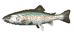 A 3D GIF OF A SWIMMING TROUT