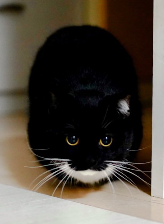 AN IMAGE OF UNI, A BLACK TUXEDO CAT WITH WHITE MARKINGS, CROUCHING AND GETTING READY TO POUNCE.